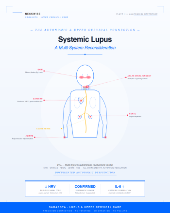 Lupus Treatment Support in Sarasota | The Autonomic and Upper Cervical Connection
